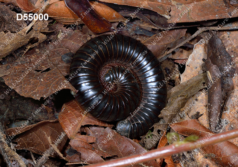 Alcimobolus domingensis (Rhinocricidae, Diplopoda)